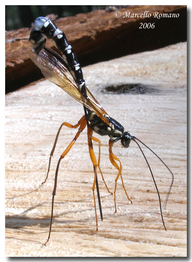 Ovideposizione Leucospis dorsigera (Leucospidae)